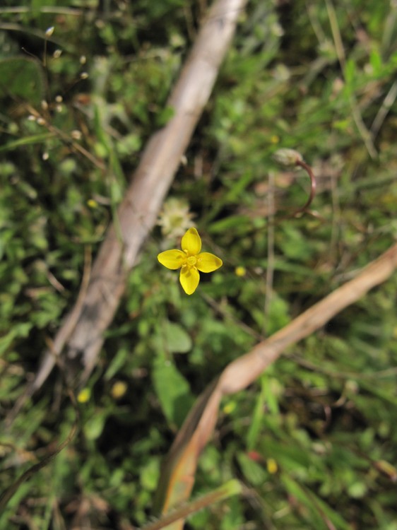 Cicendia filiformis